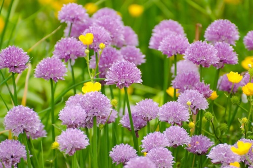 Chives flower heads